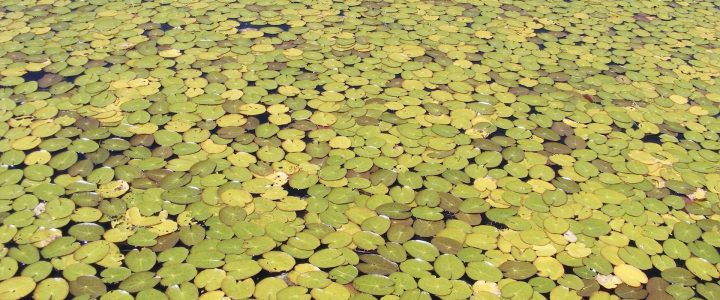 Nénuphars jaunes et verts en plongée