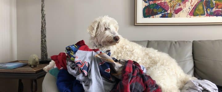 un Golden Doodle blanc couché sur du linge propre sur un sofa en cuir gris