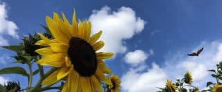 Papillon en vol près de plusieurs têtes de tournesols sur un fond de ciel bleu
