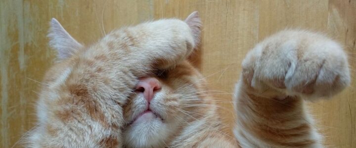 chat roux avec une patte au visage