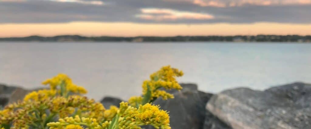 Fleurs jaunes sur la rive du Saint-Laurent à Québec.
