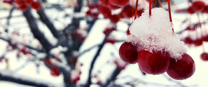 Cerises rouges avec de la neige dans un cerisier.