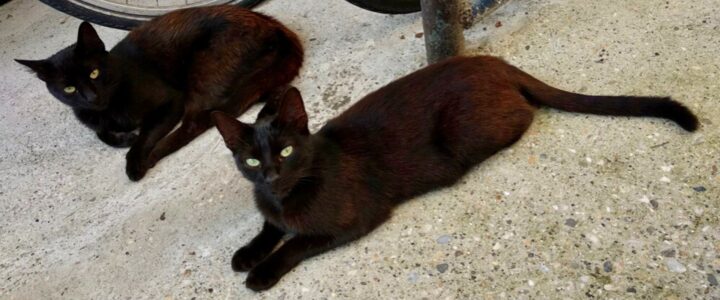 Deux chats noirs allongés sur un trottoir près de bicyclettes.