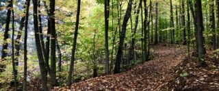 Sentier dans un boisé à l’automne
