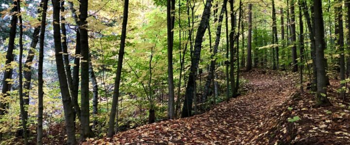 Sentier dans un boisé à l’automne