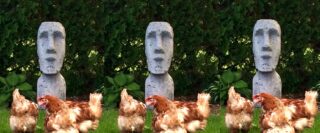 Poules devant une réplique de statue de l’île de Pâques