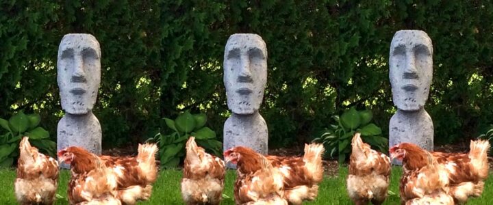 Poules devant une réplique de statue de l’île de Pâques