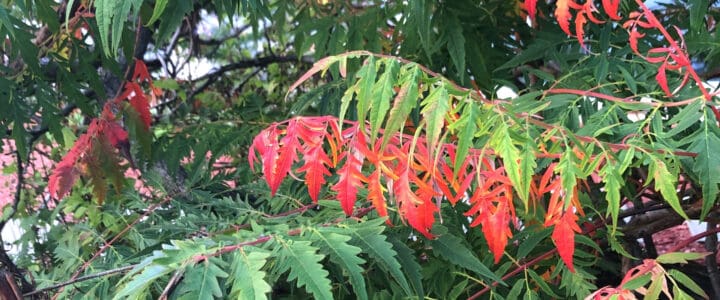 Pointes de feuilles rouges sur un fond de verdure.
