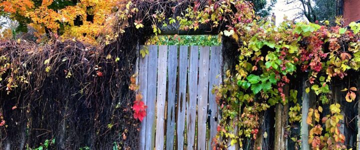 Clôture avec porte de bois, vignes à l'automne