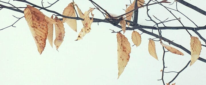 Feuilles mortes suspendues sur des branches sur fond de neige.