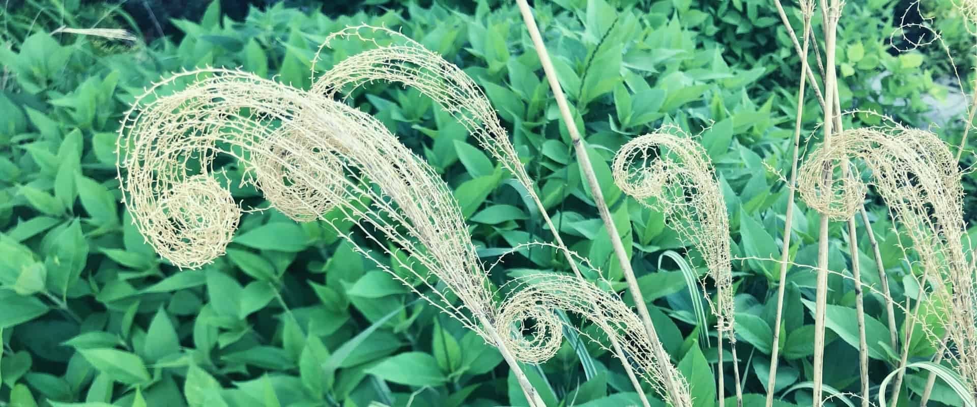 Herbes séchés en spirales sur fond de plantes vertes
