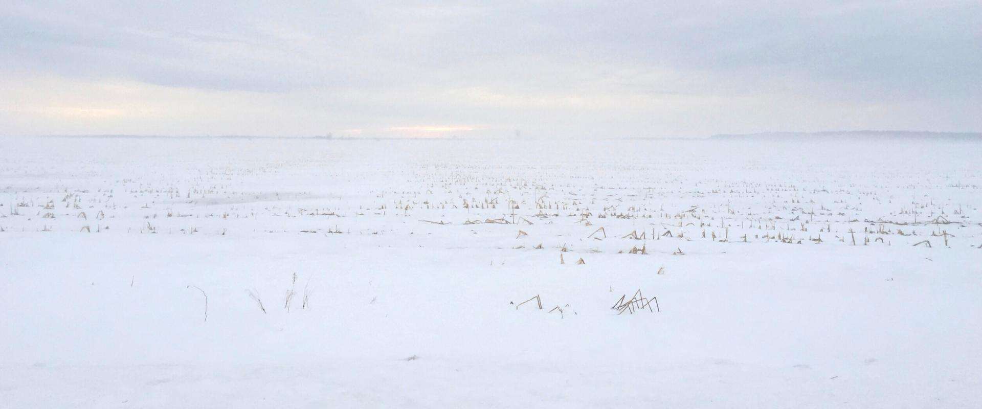 Champ de neige (Champ de maïs couvert de neige avec lueur d'un levé de soleil à l'horizon)