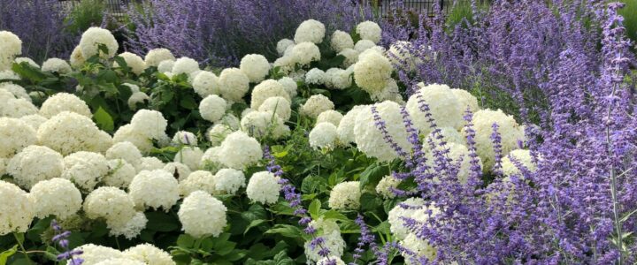 Plate-bande d’hydrangées et de lilas.