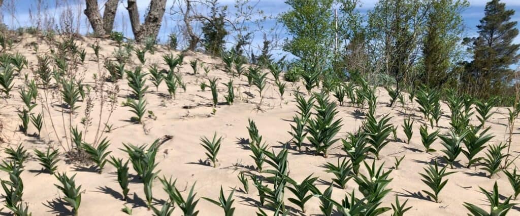 Plantes vertes qui poussent dans le sable du désert (parc provincial Sandbanks)