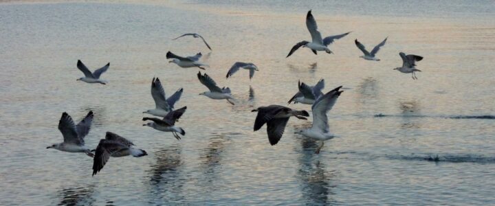 Mouettes qui décollent d'un plan d'eau au lever du jour