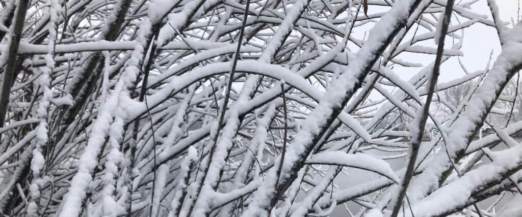 Branches d'arbustes couvertes de fine neige