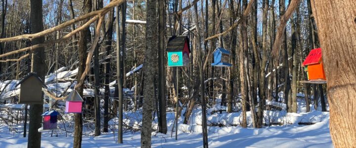 Petites cabanes d'oiseaux de plusieurs couleurs accrochées à des branches d'arbre en hiver.