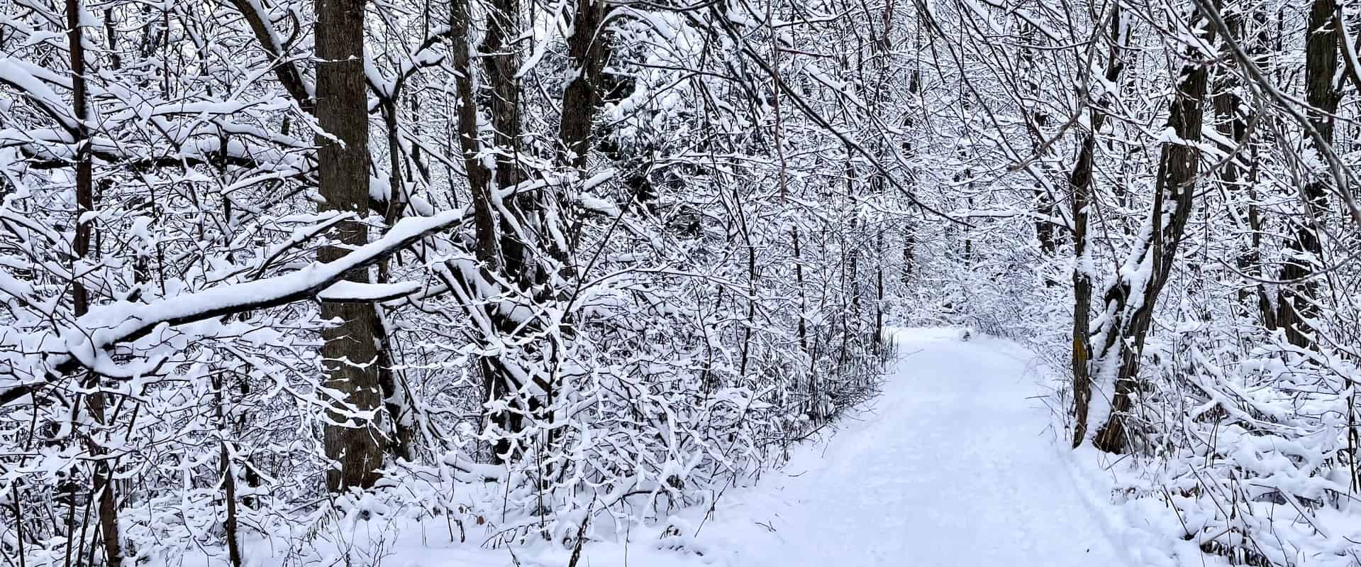 Sentier enneigé dans un boisé avec arbres couverts de neige.