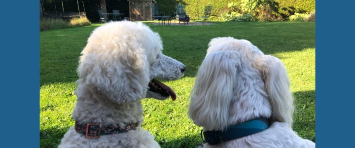 Arrières de têtes d’un caniche et d’un golden doodle qui contemplent la cour arrière en été.
