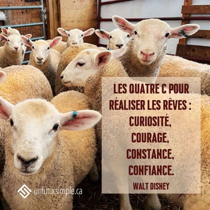 Citation de Walt Disney: Les quatre C pour réaliser les rêves : Curiosité, Courage, Constance, Confiance. Moutons dans un enclos qui semblent curieux