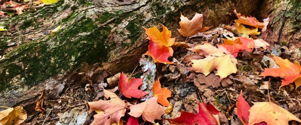 Feuilles d’érable rouges au pied d’un tronc sur une piste en forêt.