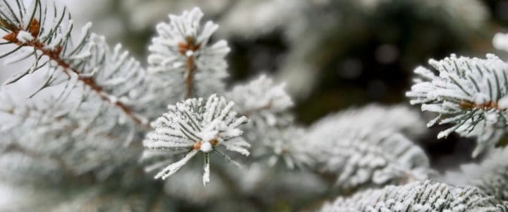 Gros plan sur un conifère enneigé